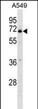 PLBD2 Antibody (Center)