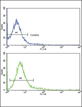 CD45 Antibody (C-term)