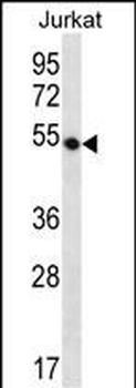 WDR40A Antibody (Center)