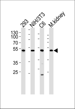 Cdk9 Antibody (C-term)