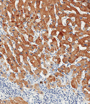 ASGR1 Antibody (N-term)