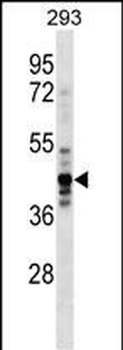 NUDC Antibody (Center)