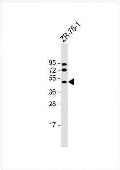 PBX2 Antibody (Center)