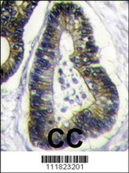 FAU Antibody (N-term)