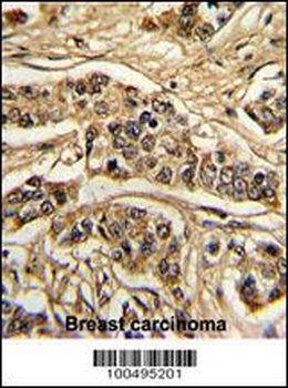 NCS1 Antibody (Center)