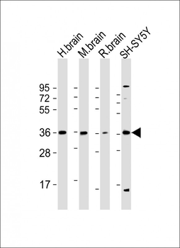 Connexin 36 Antibody (C-term)