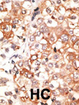 GJA7 Antibody (N-term)