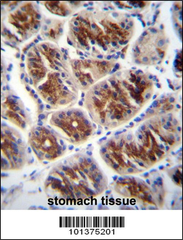 Connexin 37 Antibody (C-term)
