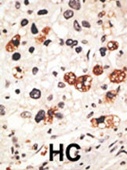 Connexin 31 Antibody (C-term)