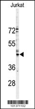 GJA3 Antibody (N-term)