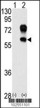 Kremen Antibody (N-term)