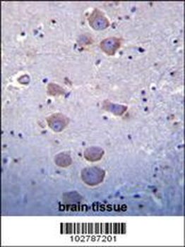 Mouse TLR8 Antibody (C-term)