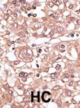 TLR7 Antibody (N-term)