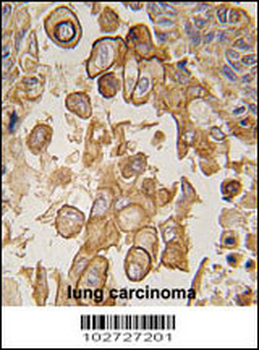 Mouse TLR6 Antibody (C-term)