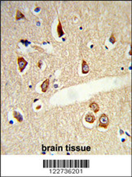 TLR3 Antibody
