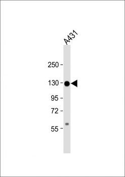 CDH3 Antibody (N-term)