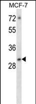 ATF5 Antibody (C-term)