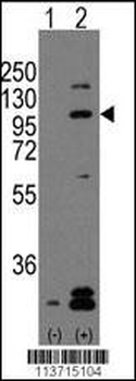 CDH2 Antibody (C-term)