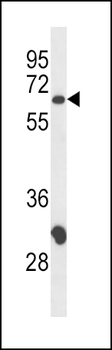 CD4 Antibody (N-term)