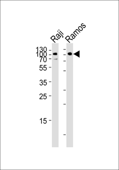CD19 Antibody (C-term)