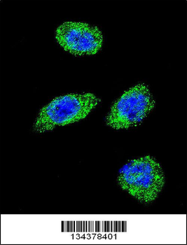 POLG Antibody (C-term)