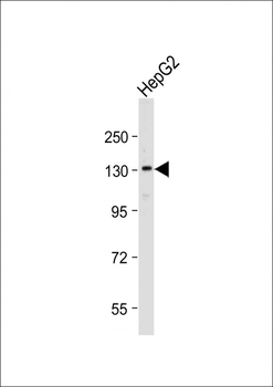 POLG Antibody (C-term)