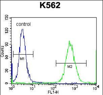 CTF1 Antibody (C-term)