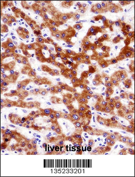 CCT4 Antibody (N-term)