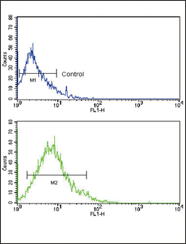 GLUT2 (SLC2A2) Antibody (N-term)