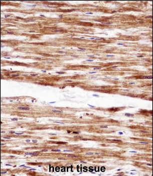 RGS5 Antibody (N-term)