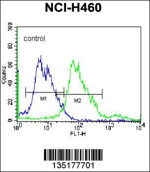 BEND4 Antibody (N-term)