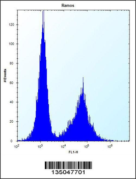 NDN Antibody (N-term)