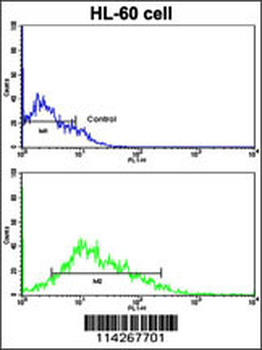 LIN28B Antibody (C-term)