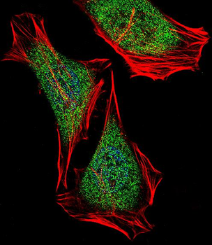 ECSIT Antibody (C-term)