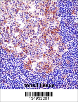 SPI1 Antibody (C-term)