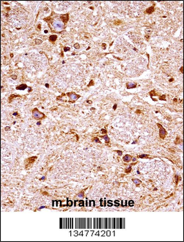 Mouse Fgfr3 Antibody (Center)
