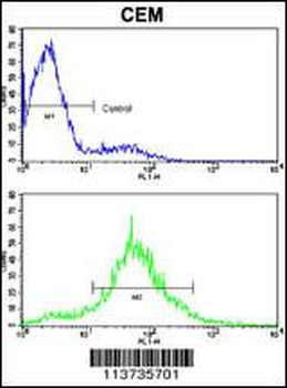 CDH10 Antibody (N-term)