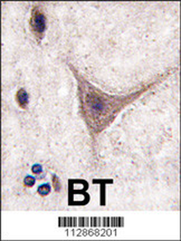 CDH10 Antibody (C-term)