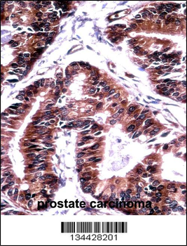 TCEB1 Antibody (C-term)