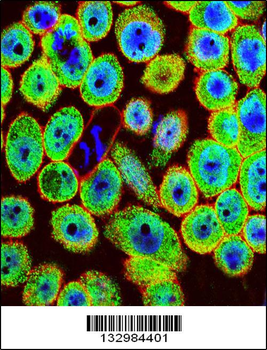 HN1 Antibody (Center)