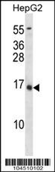 BGLAP Antibody (C-term C80)
