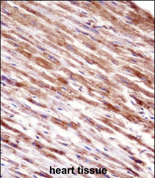 HSPBP1 Antibody (N-term)