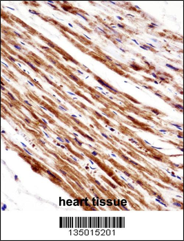 PLA2G5 Antibody (C-term)