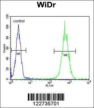 ALDH5A1 Antibody
