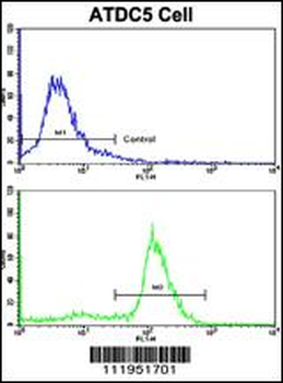 ALDH5A1 Antibody (N-term)