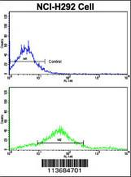 CDH7 Antibody (N-term)