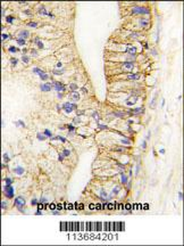 CDH7 Antibody (N-term)
