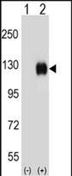 Mouse Ephb4 Antibody (Center)