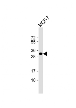 Latexin Antibody (Center)