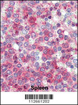 Latexin Antibody (Center)